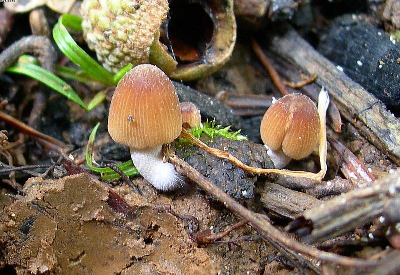 FUNGHI MISTERIOSI
